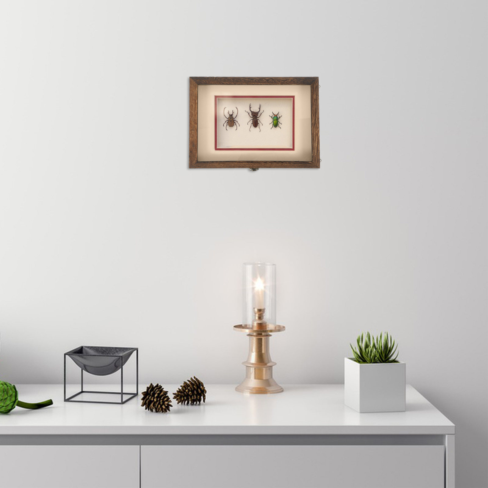 1Set Insect Specimen Display B - Frame Display Wood ulasan dan harga